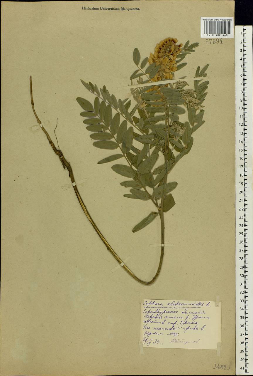 Sophora alopecuroides L., Eastern Europe, Eastern region (E10) (Russia)