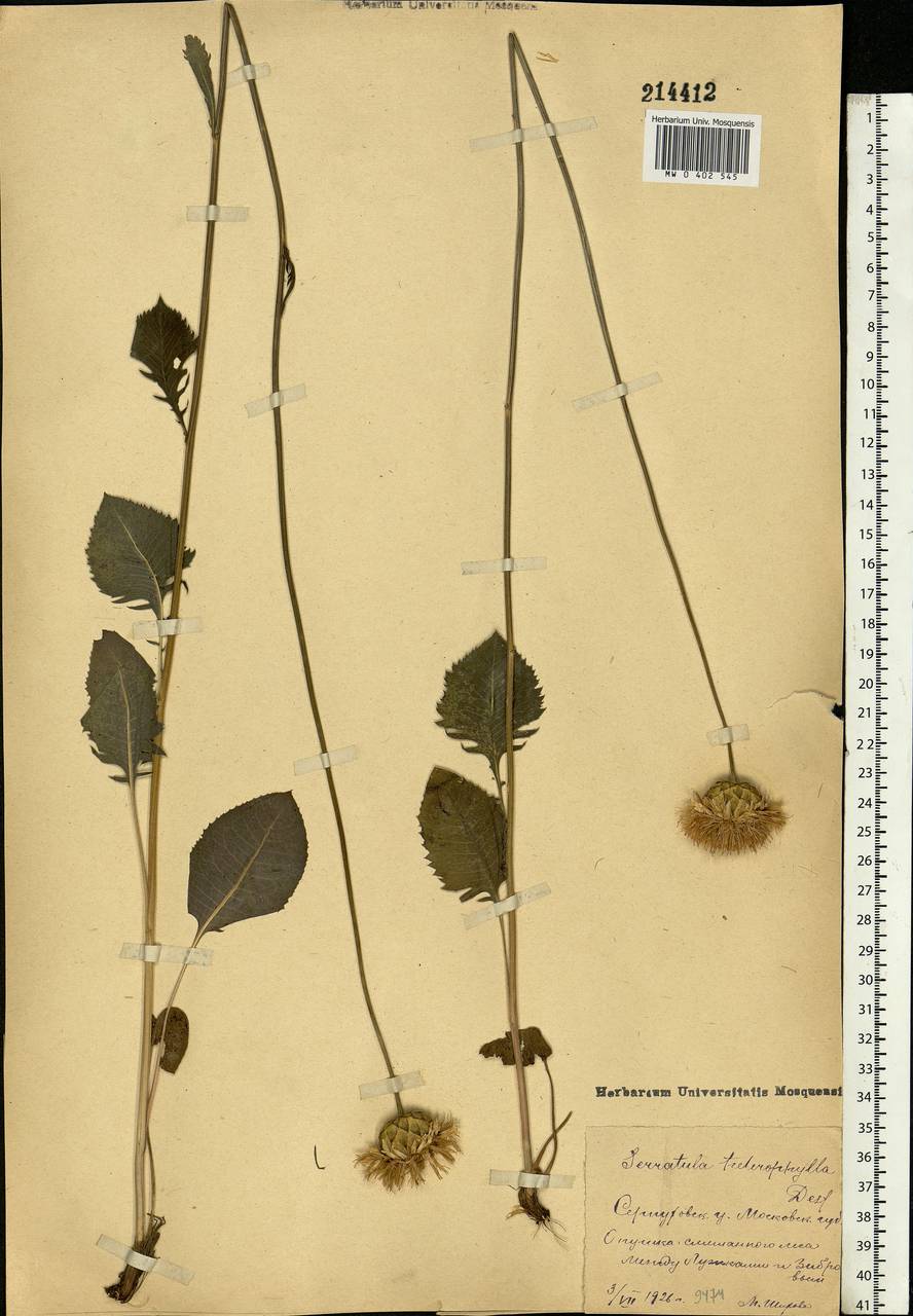 Serratula tinctoria L., Eastern Europe, Moscow region (E4a) (Russia)