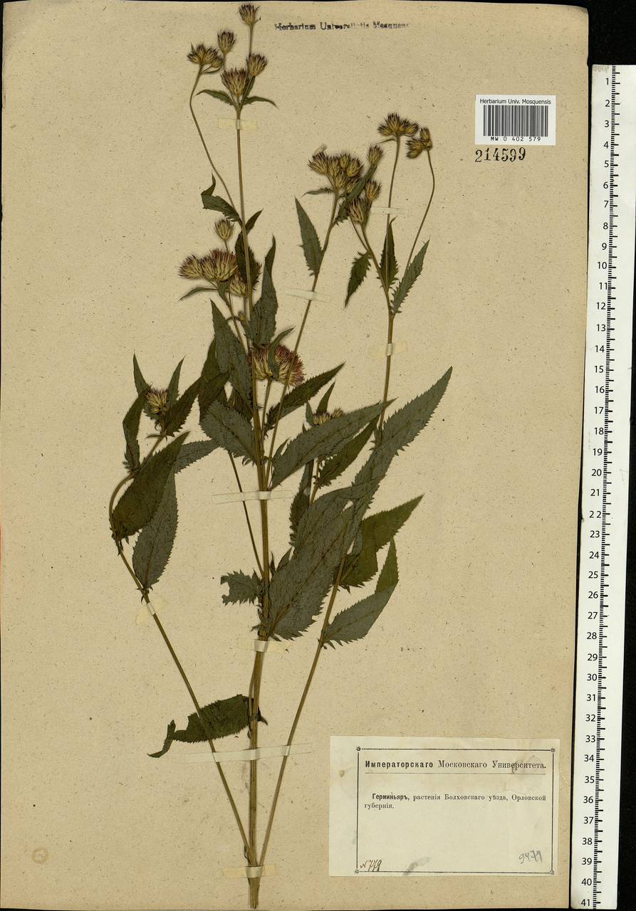 Serratula tinctoria L., Eastern Europe, Central forest-and-steppe region (E6) (Russia)