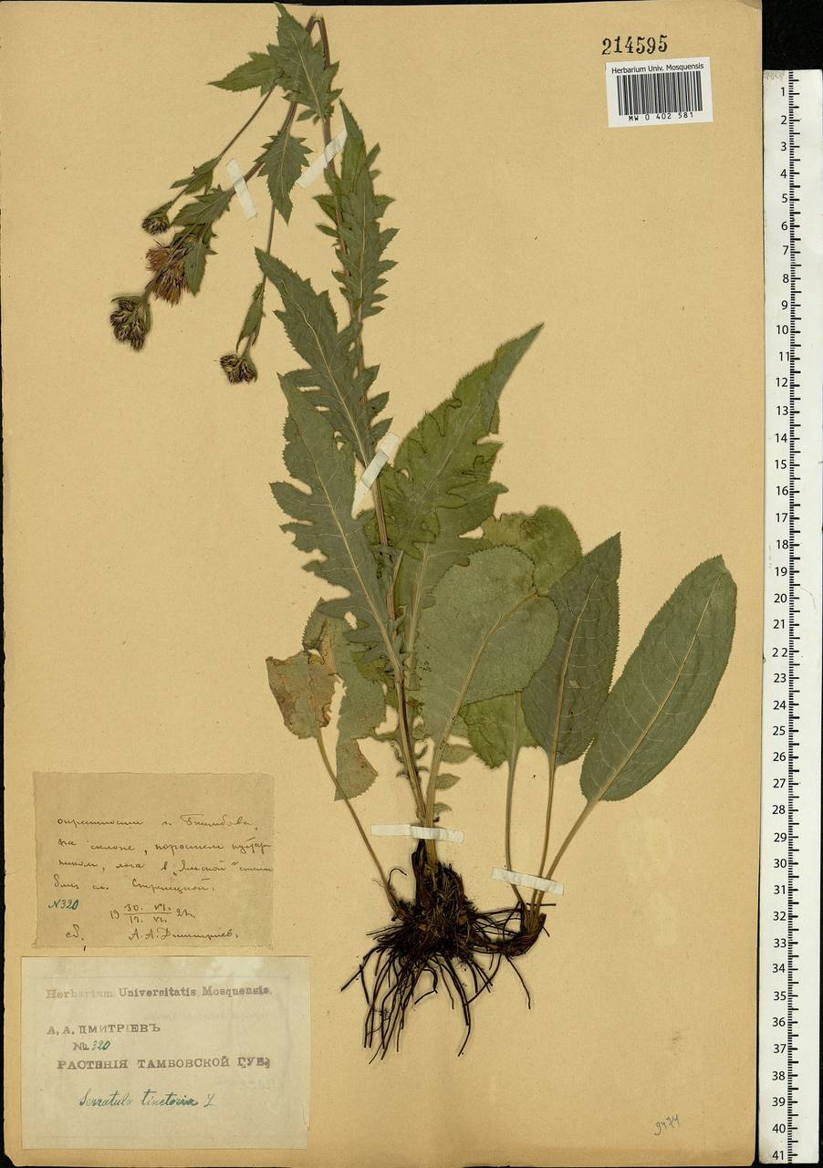 Serratula tinctoria L., Eastern Europe, Central forest-and-steppe region (E6) (Russia)