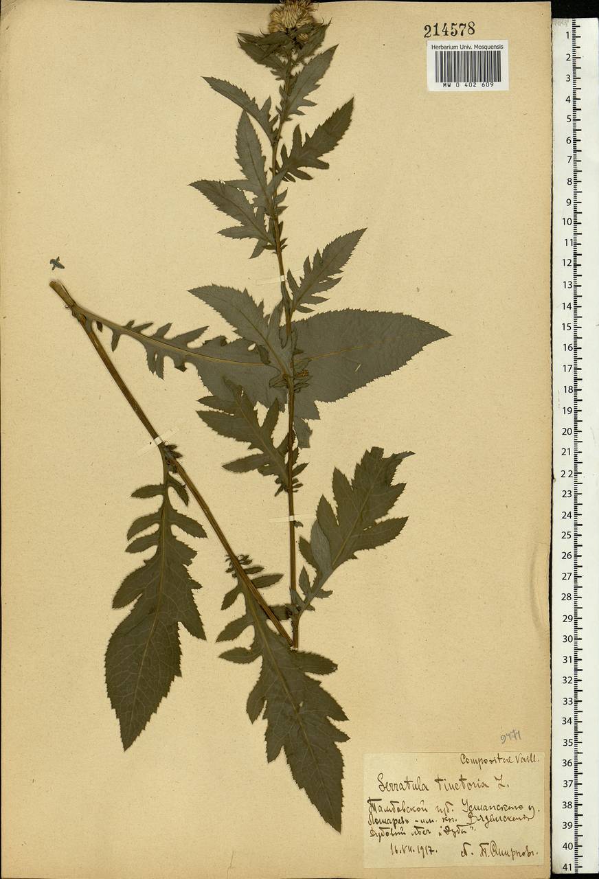 Serratula tinctoria L., Eastern Europe, Central forest-and-steppe region (E6) (Russia)