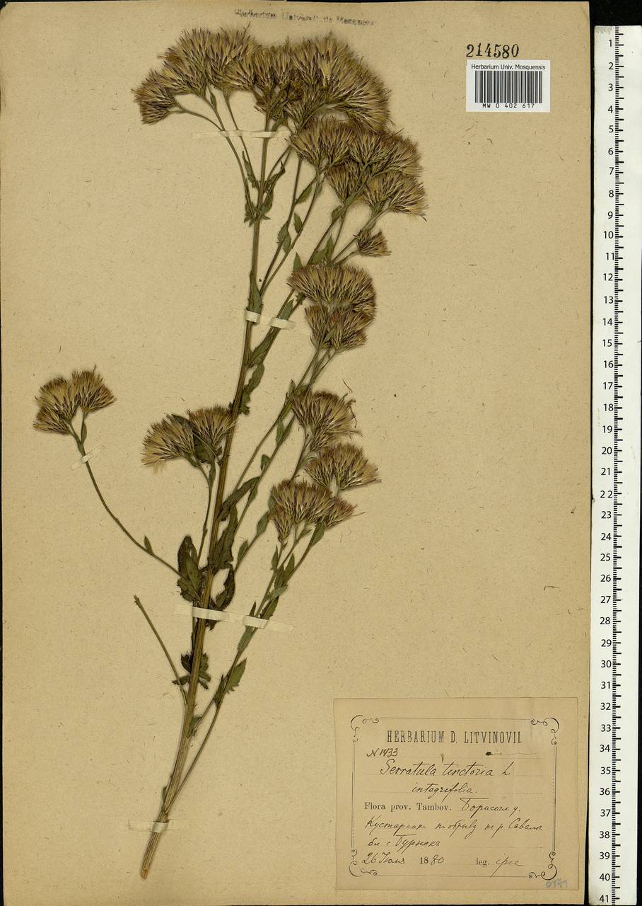 Serratula tinctoria L., Eastern Europe, Central forest-and-steppe region (E6) (Russia)