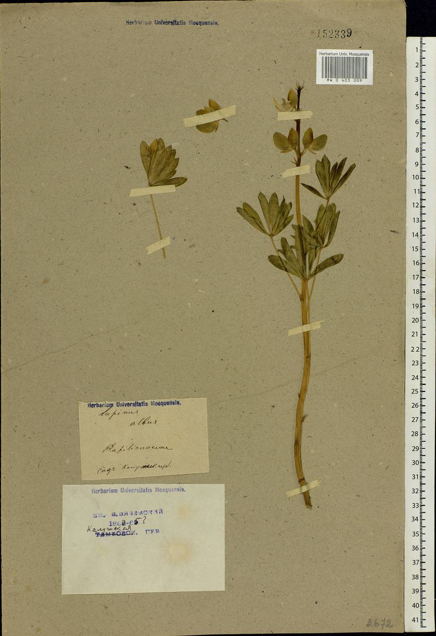 Lupinus albus L., Eastern Europe, Central region (E4) (Russia)