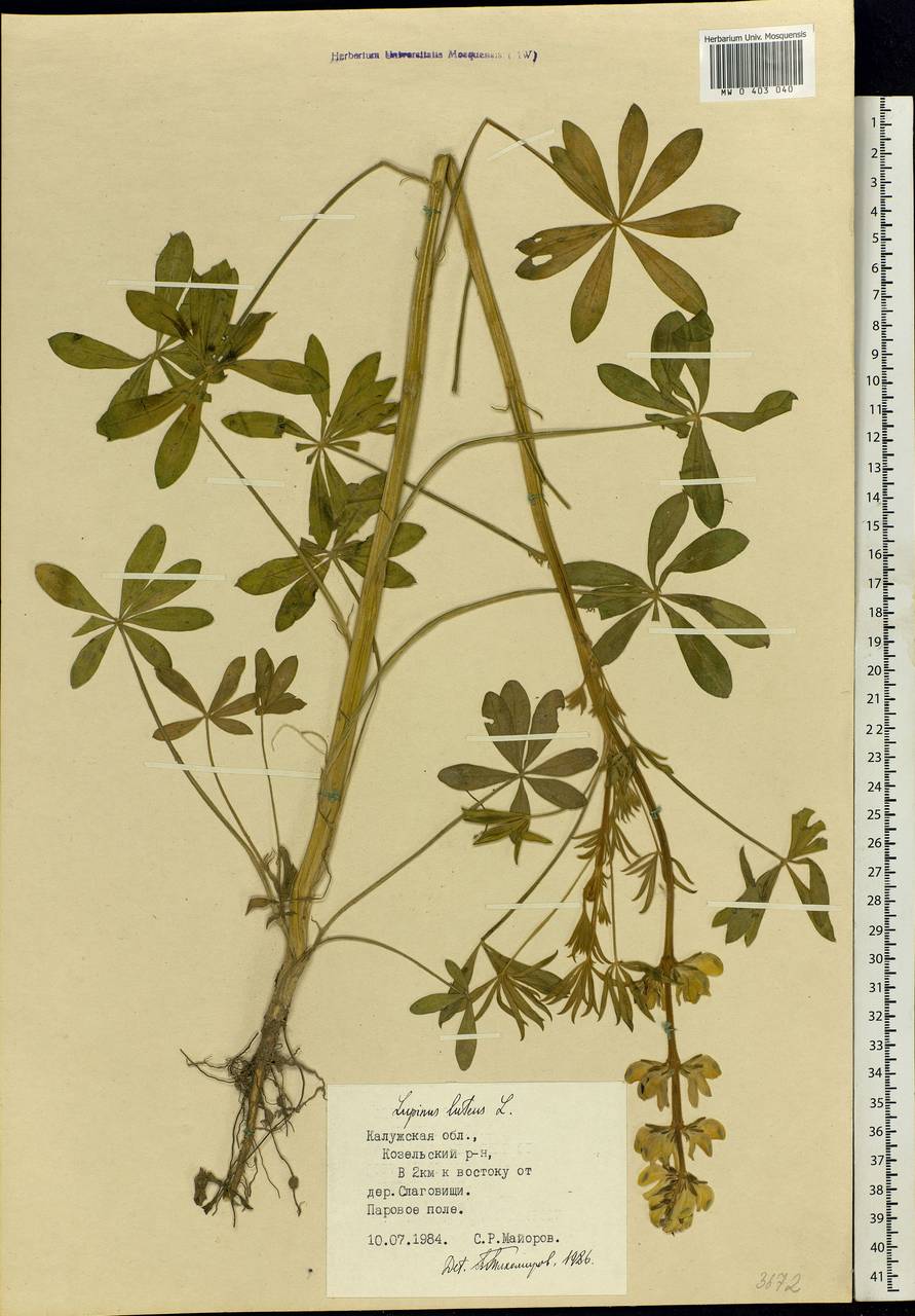 Lupinus luteus L., Eastern Europe, Central region (E4) (Russia)
