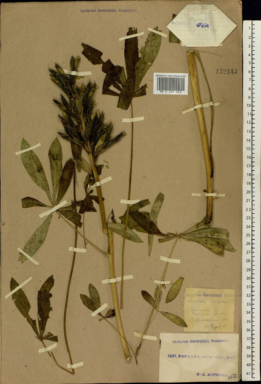 Lupinus micranthus Guss., Eastern Europe, South Ukrainian region (E12) (Ukraine)