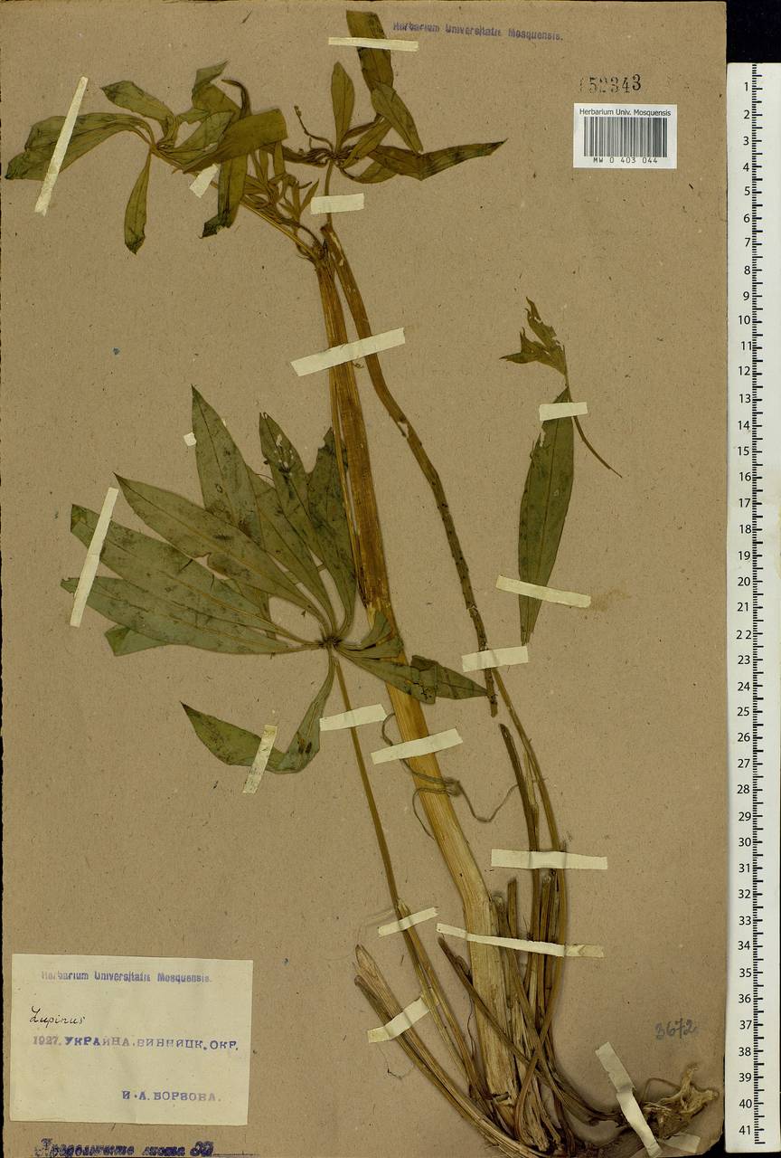 Lupinus micranthus Guss., Eastern Europe, North Ukrainian region (E11) (Ukraine)
