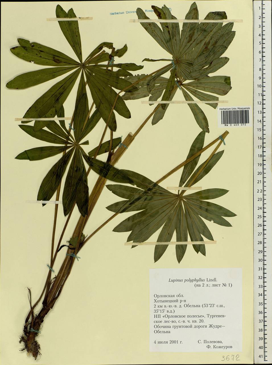 Lupinus polyphyllus Lindl., Eastern Europe, Central forest-and-steppe region (E6) (Russia)