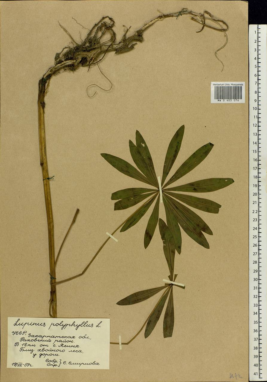 Lupinus polyphyllus Lindl., Eastern Europe, West Ukrainian region (E13) (Ukraine)