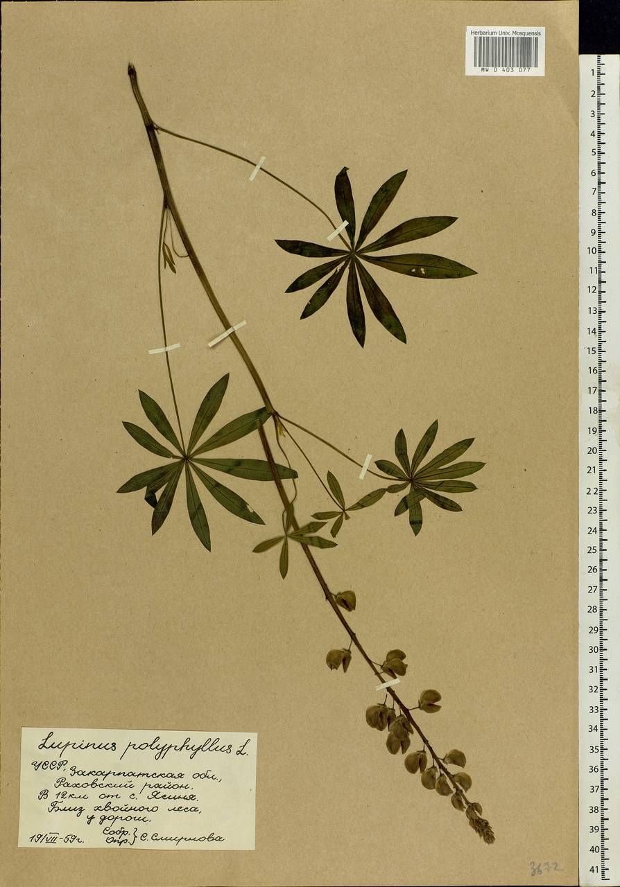 Lupinus polyphyllus Lindl., Eastern Europe, West Ukrainian region (E13) (Ukraine)