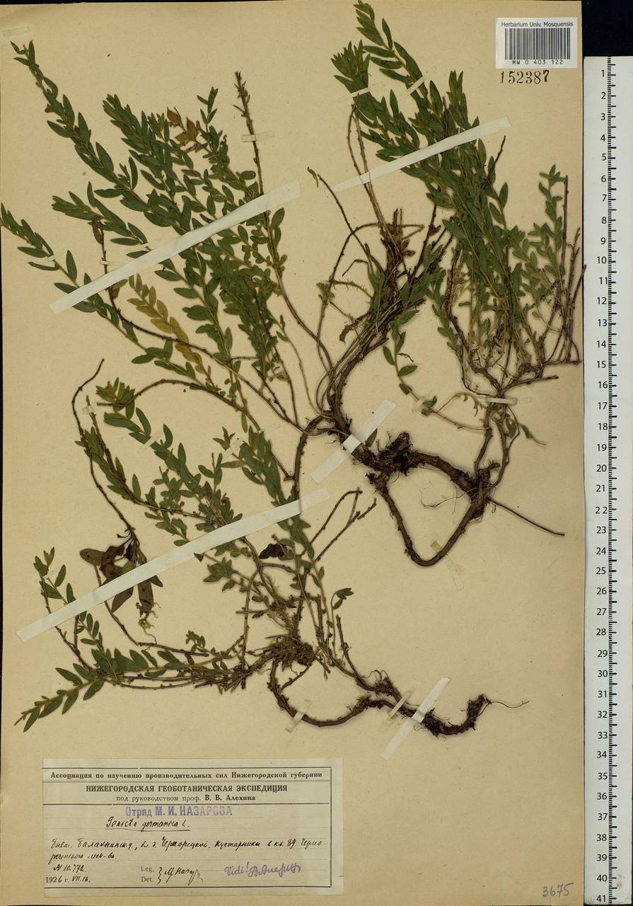 Genista germanica L., Eastern Europe, Volga-Kama region (E7) (Russia)