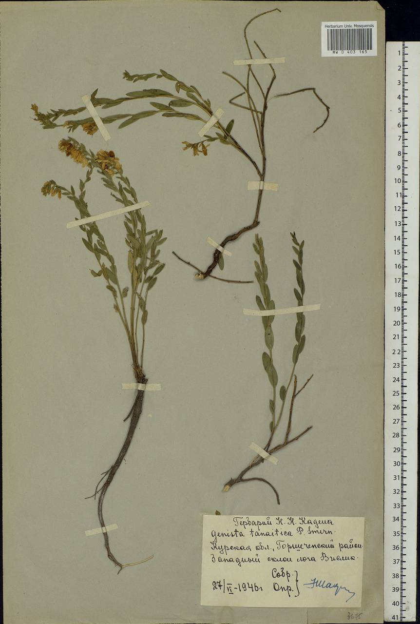 Genista tinctoria subsp. tinctoria, Eastern Europe, Central forest-and-steppe region (E6) (Russia)