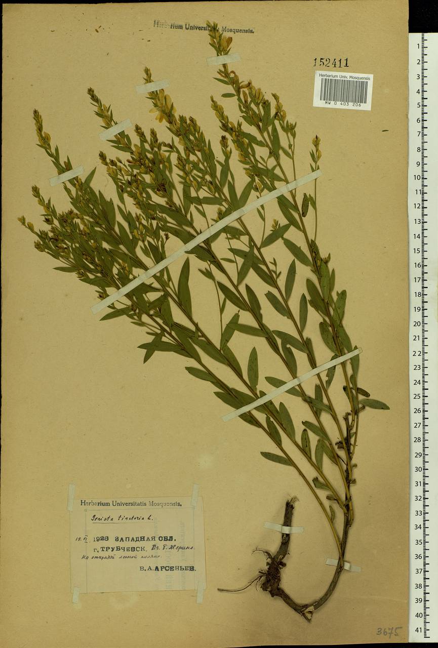 Genista tinctoria L., Eastern Europe, Western region (E3) (Russia)