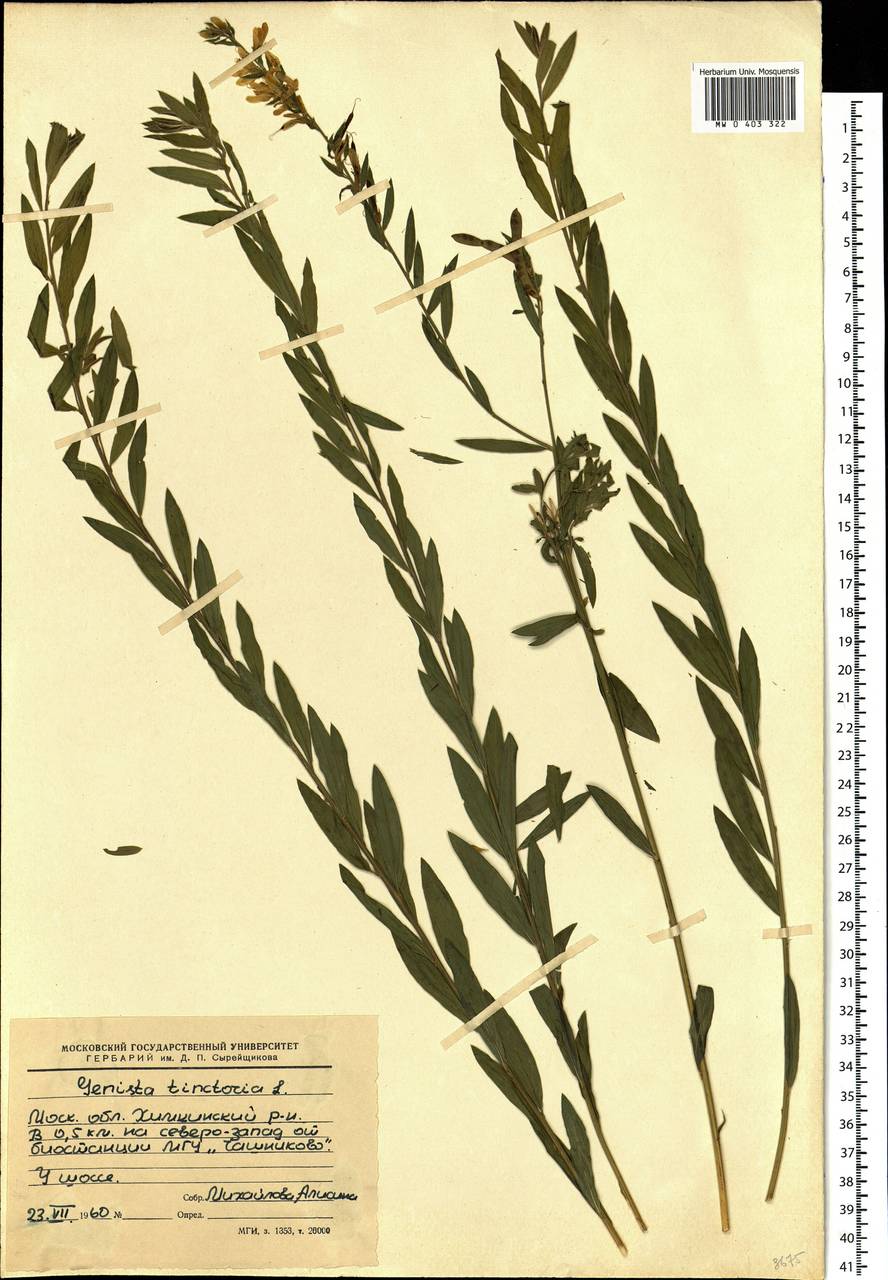 Genista tinctoria L., Eastern Europe, Moscow region (E4a) (Russia)