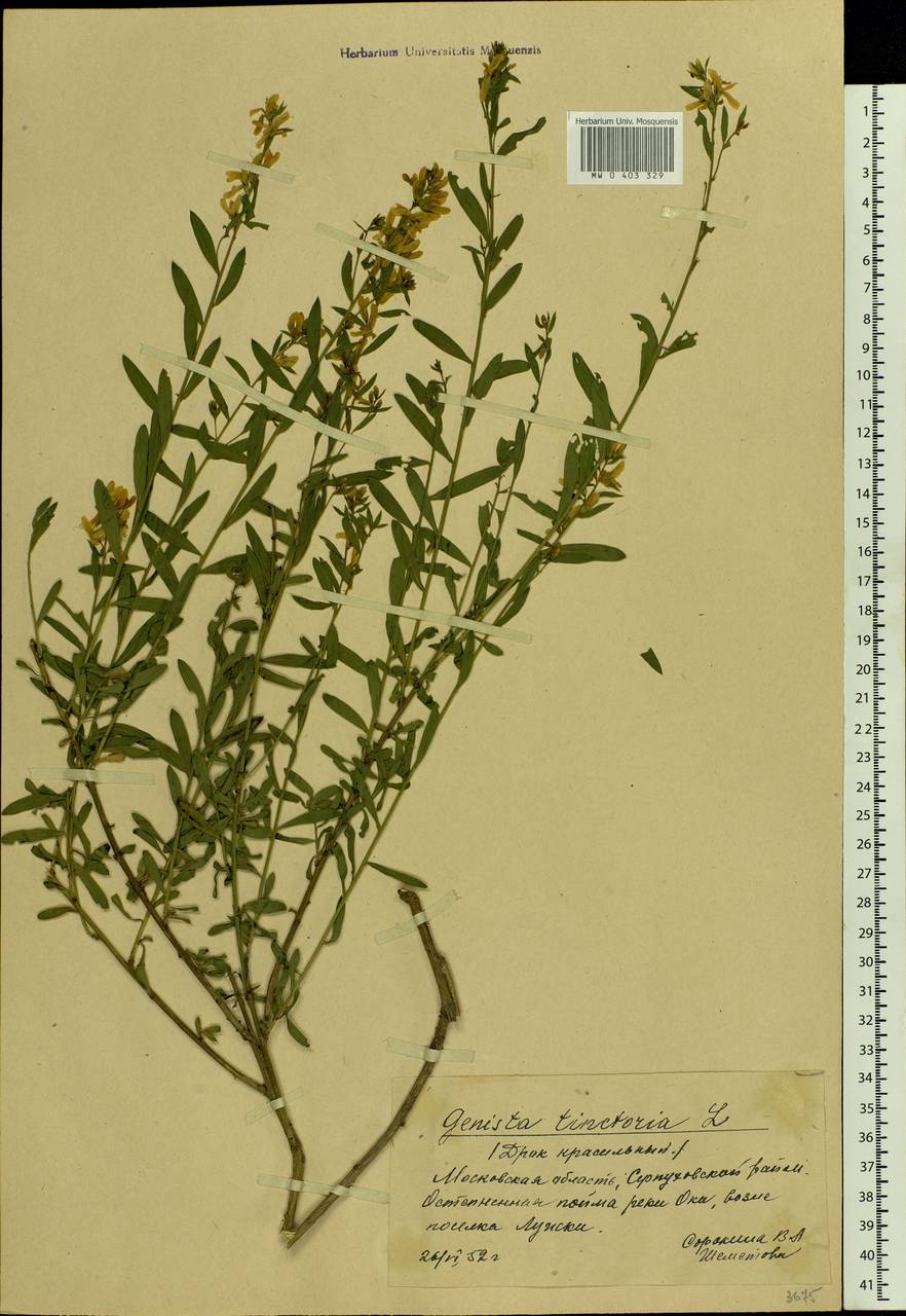 Genista tinctoria L., Eastern Europe, Moscow region (E4a) (Russia)