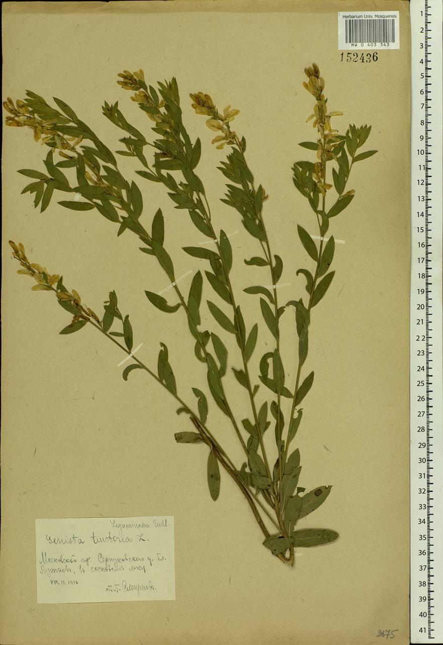 Genista tinctoria L., Eastern Europe, Moscow region (E4a) (Russia)