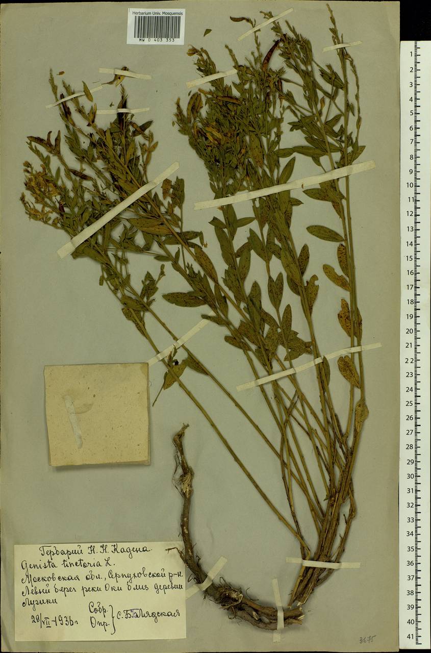 Genista tinctoria L., Eastern Europe, Moscow region (E4a) (Russia)