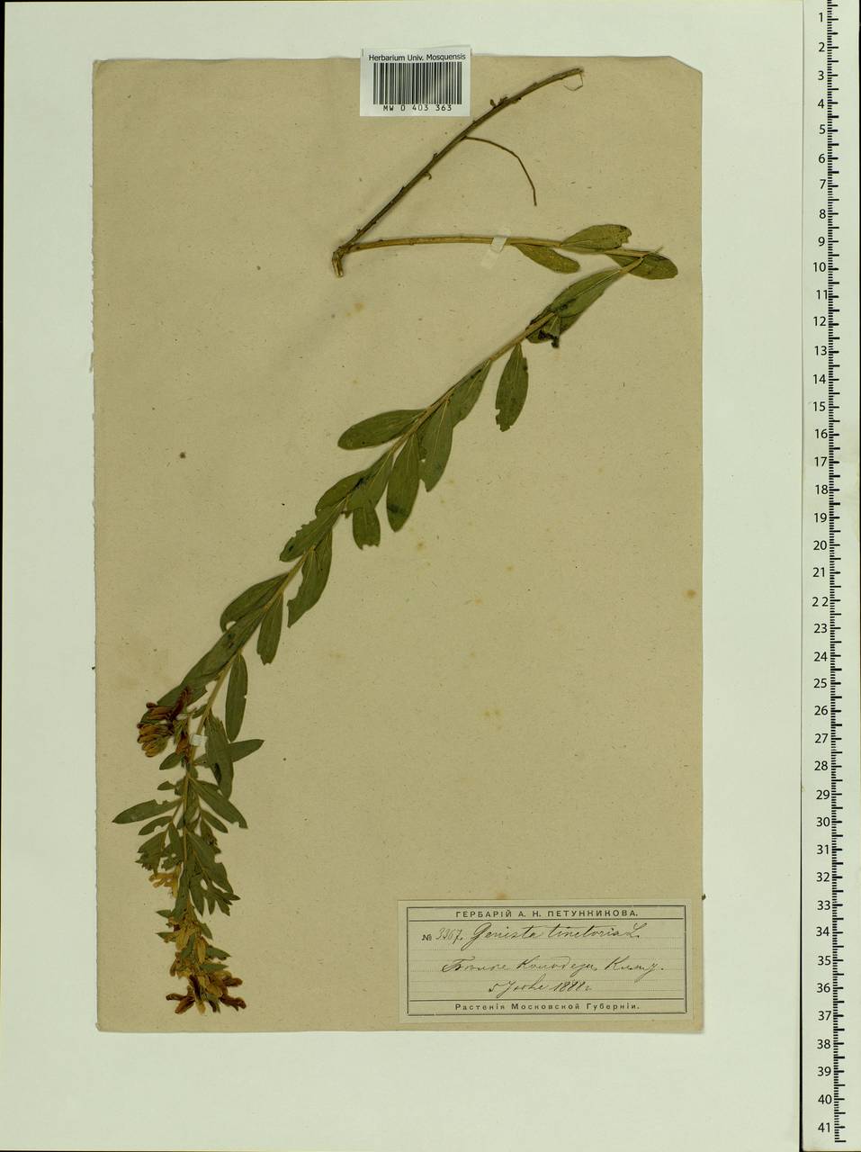 Genista tinctoria L., Eastern Europe, Moscow region (E4a) (Russia)