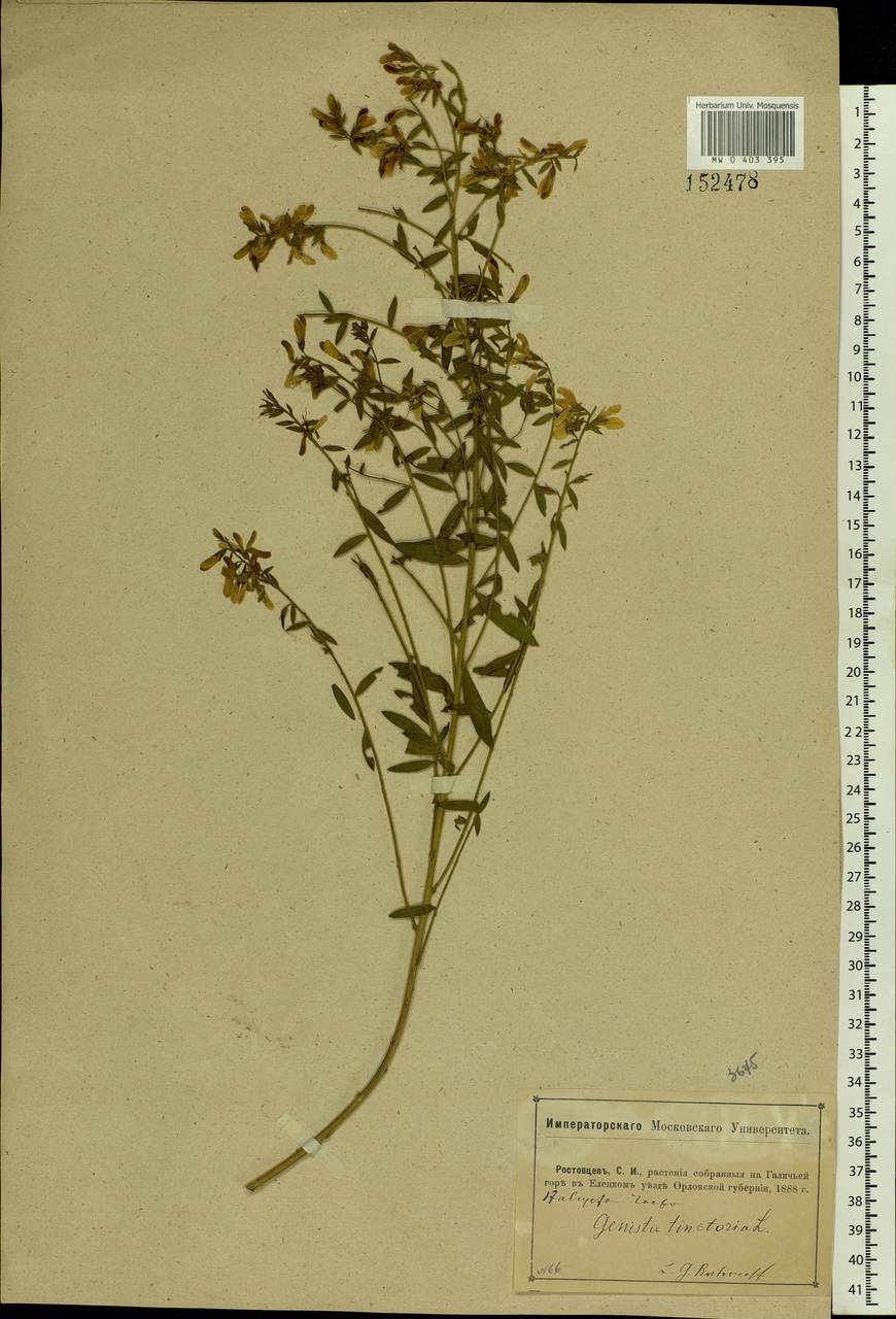 Genista tinctoria L., Eastern Europe, Central forest-and-steppe region (E6) (Russia)