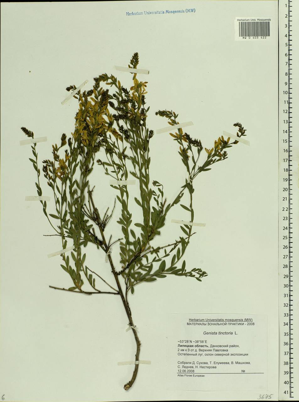 Genista tinctoria L., Eastern Europe, Central forest-and-steppe region (E6) (Russia)
