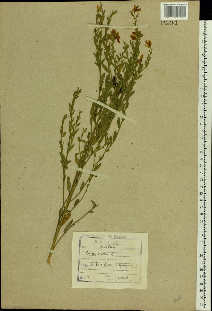 Genista tinctoria L., Eastern Europe, Central forest-and-steppe region (E6) (Russia)