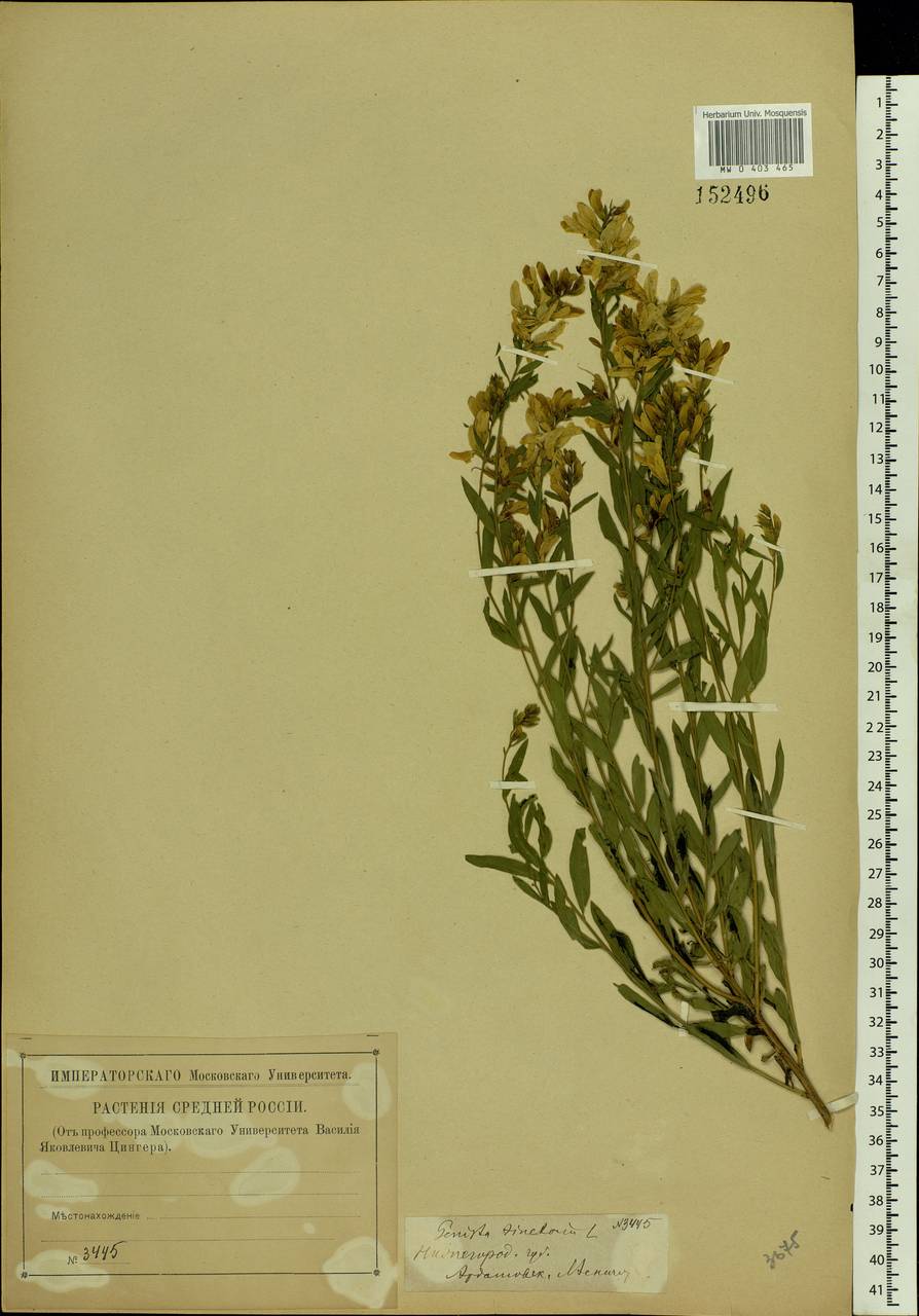 Genista tinctoria L., Eastern Europe, Middle Volga region (E8) (Russia)