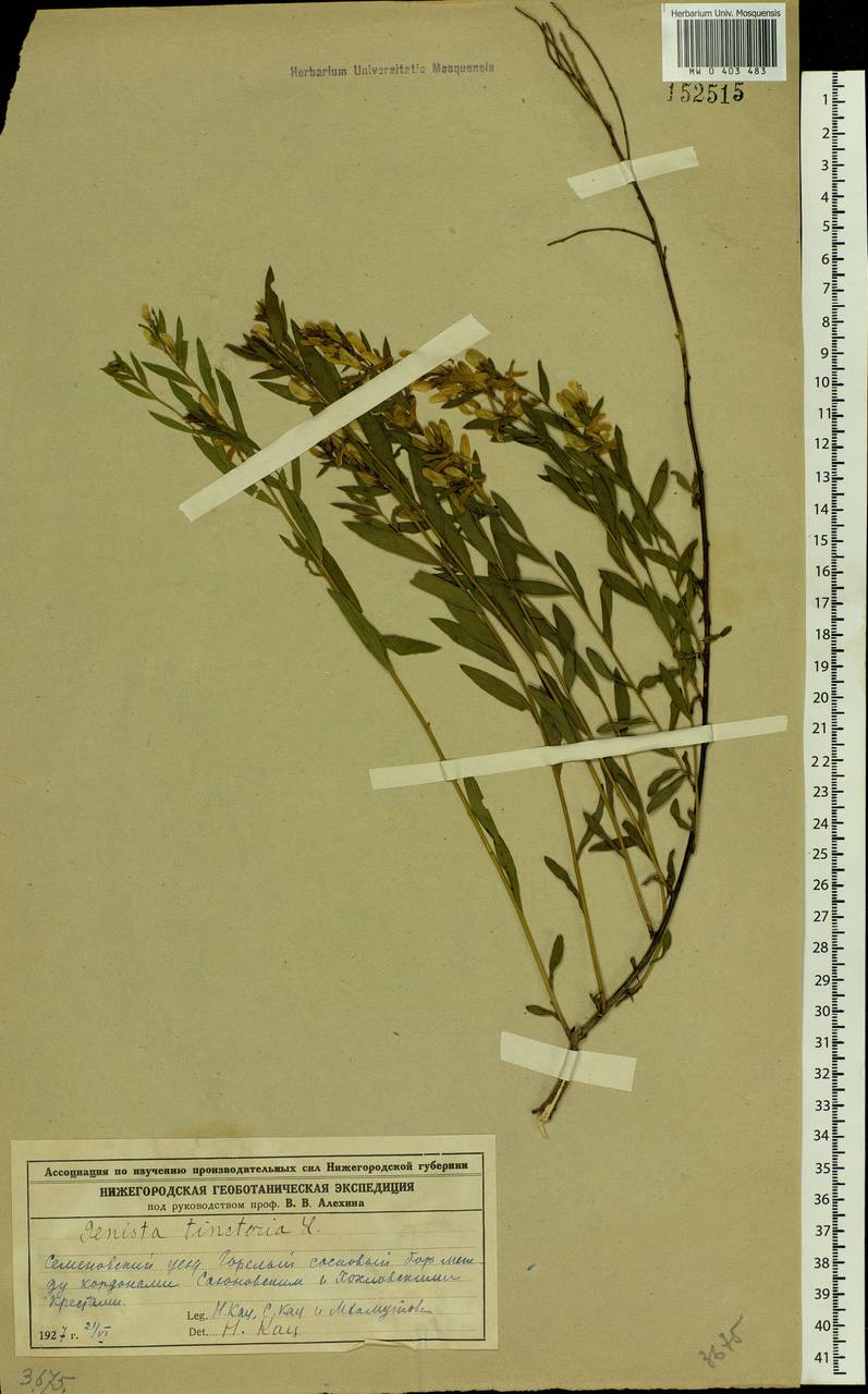 Genista tinctoria L., Eastern Europe, Volga-Kama region (E7) (Russia)