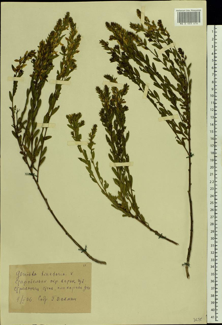 Genista tinctoria L., Eastern Europe, North Ukrainian region (E11) (Ukraine)