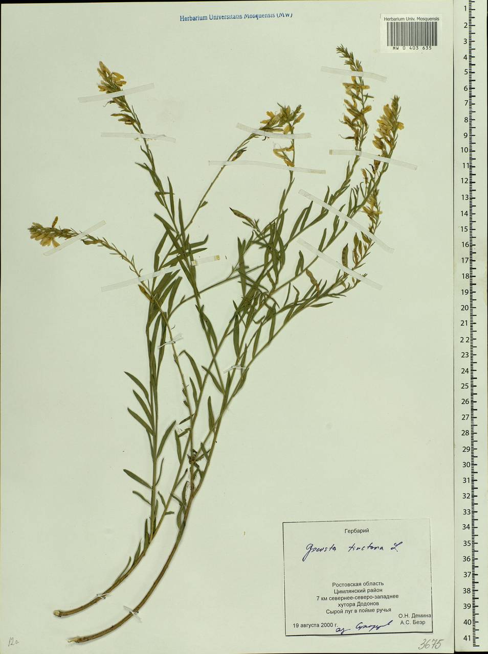 Genista tinctoria L., Eastern Europe, Rostov Oblast (E12a) (Russia)