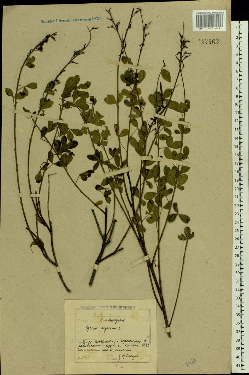 Cytisus nigricans L., Eastern Europe, Central region (E4) (Russia)