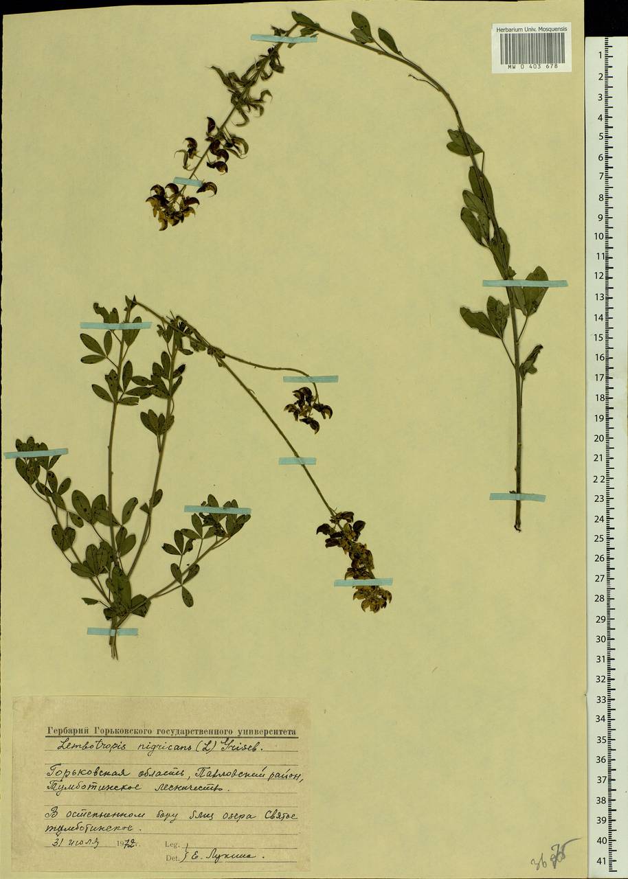 Cytisus nigricans L., Eastern Europe, Volga-Kama region (E7) (Russia)