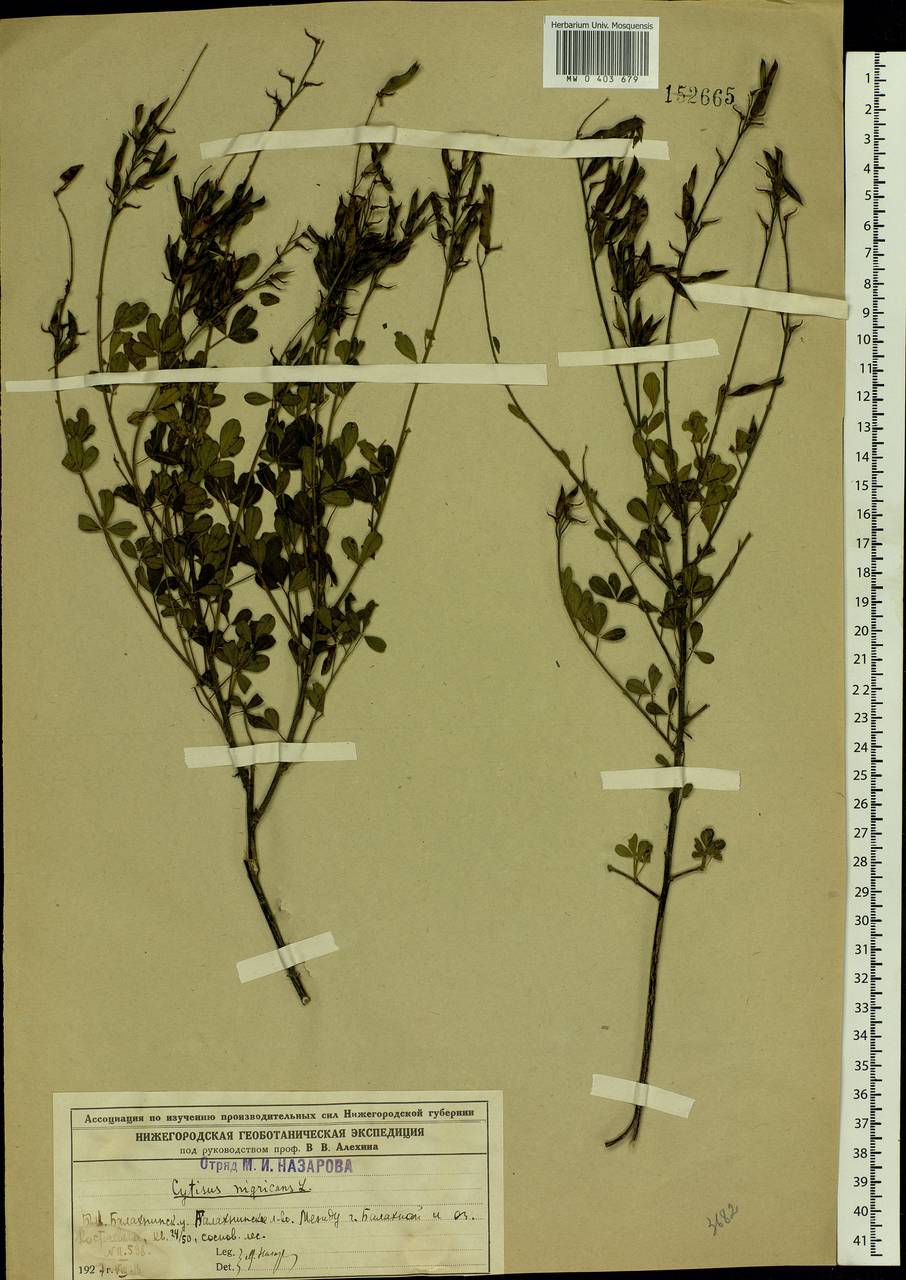 Cytisus nigricans L., Eastern Europe, Volga-Kama region (E7) (Russia)