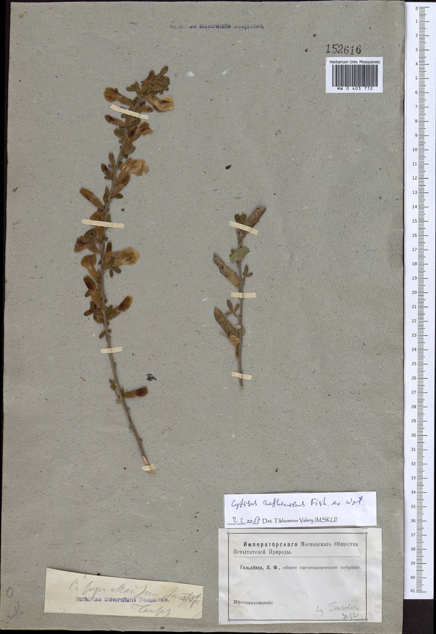 Chamaecytisus ruthenicus (Fisch. ex Woł.) Klásk., Eastern Europe (no precise locality) (E0)
