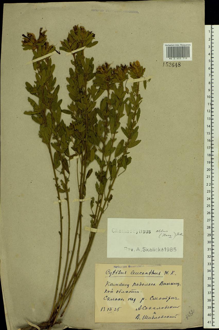 Cytisus albus Hacq., Eastern Europe, South Ukrainian region (E12) (Ukraine)