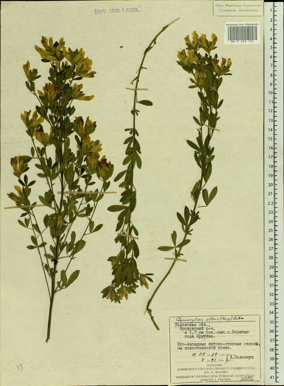 Chamaecytisus albus (Hacq.) Rothm., Eastern Europe, West Ukrainian region (E13) (Ukraine)