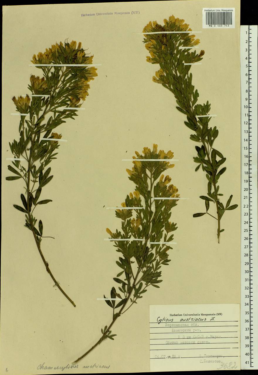 Chamaecytisus austriacus (L.) Link, Eastern Europe, Central forest-and-steppe region (E6) (Russia)