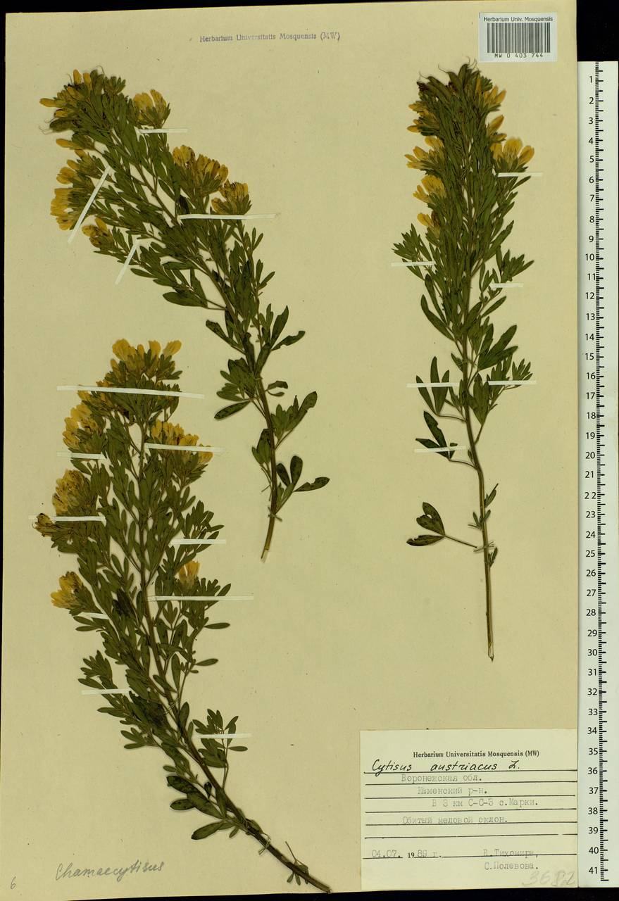 Chamaecytisus austriacus (L.) Link, Eastern Europe, Central forest-and-steppe region (E6) (Russia)