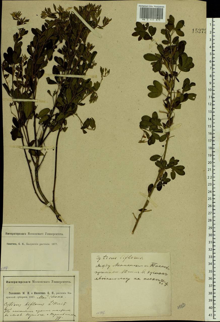 Chamaecytisus ruthenicus (Fisch. ex Wol.) Klásk., Eastern Europe, Central region (E4) (Russia)