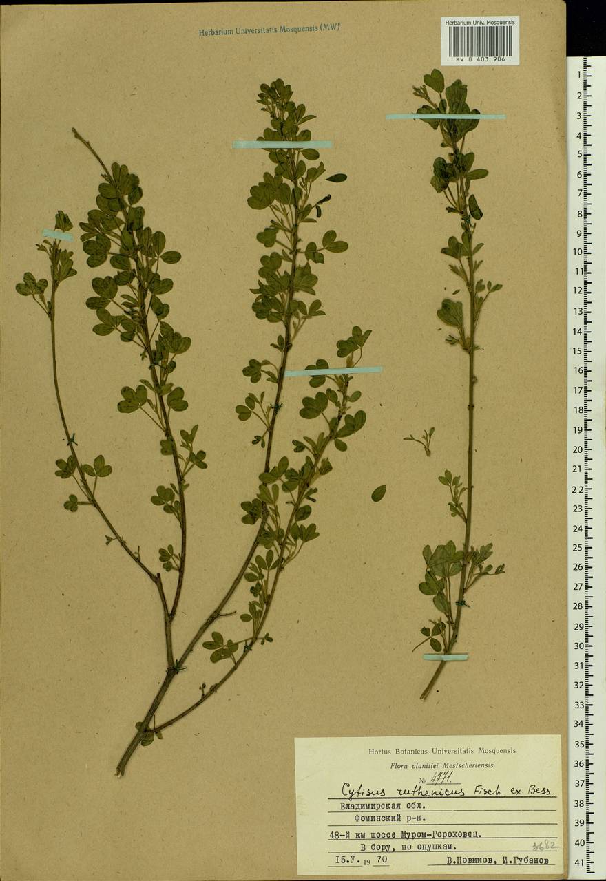 Chamaecytisus ruthenicus (Fisch. ex Wol.) Klásk., Eastern Europe, Central region (E4) (Russia)