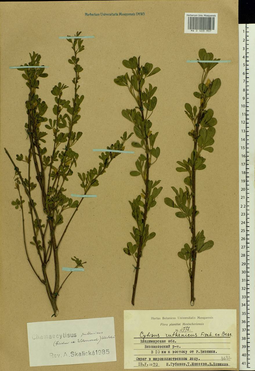 Chamaecytisus ruthenicus (Fisch. ex Wol.) Klásk., Eastern Europe, Central region (E4) (Russia)