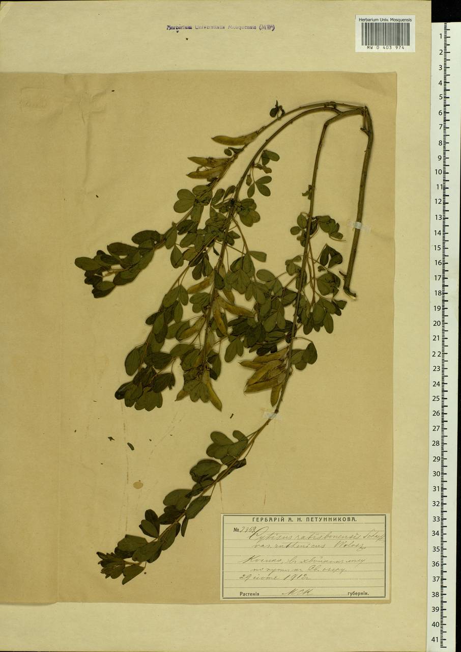 Chamaecytisus ruthenicus (Fisch. ex Wol.) Klásk., Eastern Europe, Moscow region (E4a) (Russia)