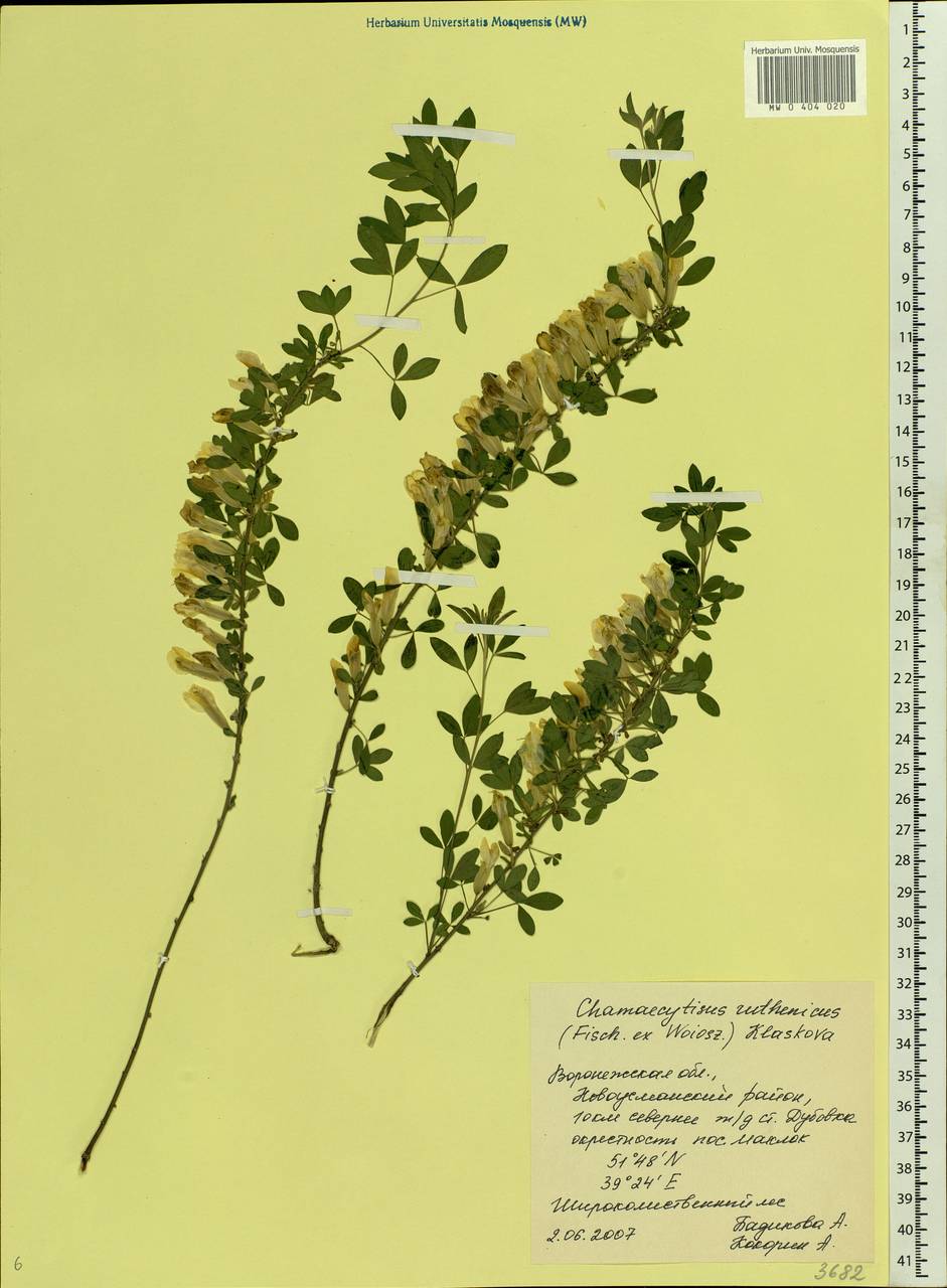 Chamaecytisus ruthenicus (Fisch. ex Wol.) Klásk., Eastern Europe, Central forest-and-steppe region (E6) (Russia)