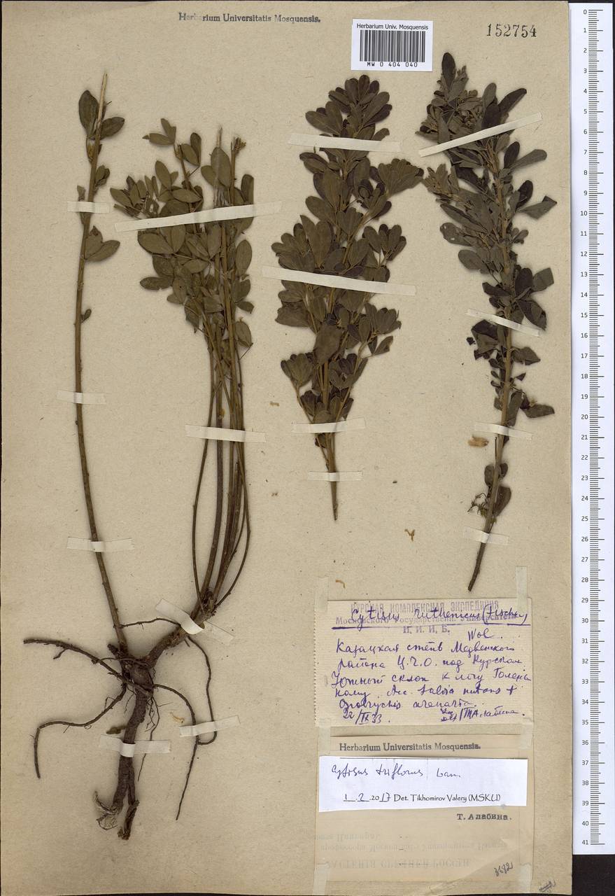 Chamaecytisus triflorus (Lam.) Skalická, Eastern Europe, Central forest-and-steppe region (E6) (Russia)