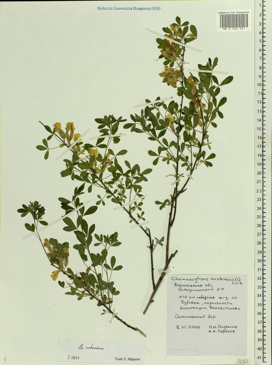 Chamaecytisus ruthenicus (Fisch. ex Wol.) Klásk., Eastern Europe, Central forest-and-steppe region (E6) (Russia)