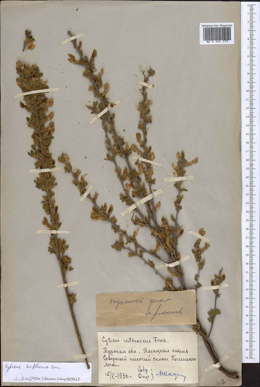 Chamaecytisus triflorus (Lam.) Skalická, Eastern Europe, Central forest-and-steppe region (E6) (Russia)