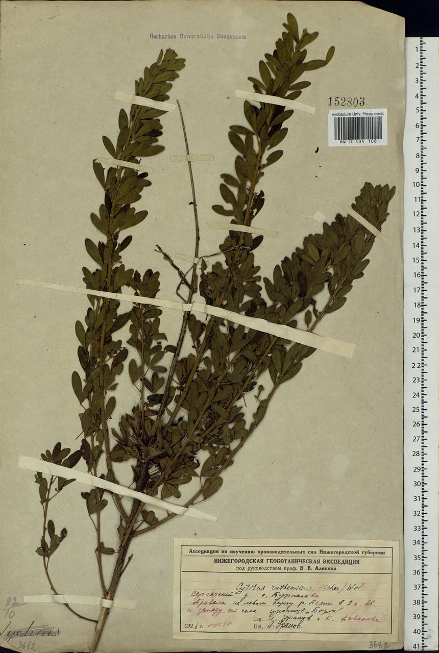 Chamaecytisus ruthenicus (Fisch. ex Wol.) Klásk., Eastern Europe, Volga-Kama region (E7) (Russia)