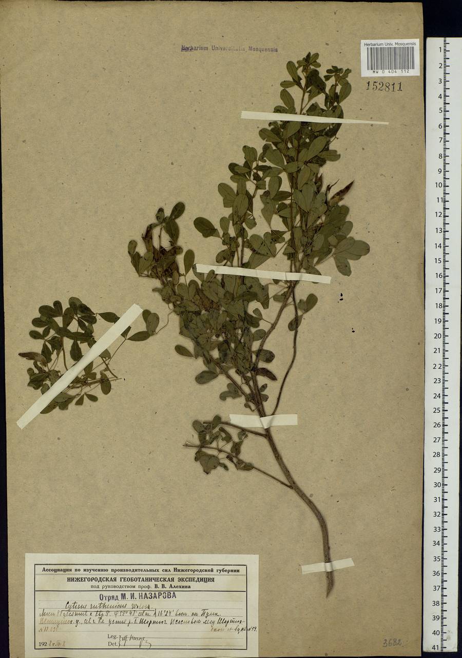 Chamaecytisus ruthenicus (Fisch. ex Wol.) Klásk., Eastern Europe, Central forest region (E5) (Russia)