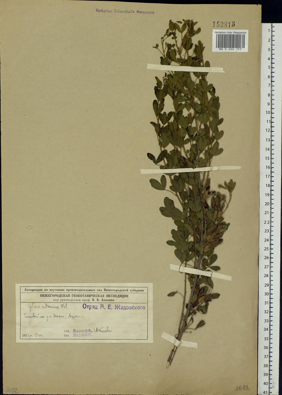 Chamaecytisus ruthenicus (Fisch. ex Wol.) Klásk., Eastern Europe, Volga-Kama region (E7) (Russia)