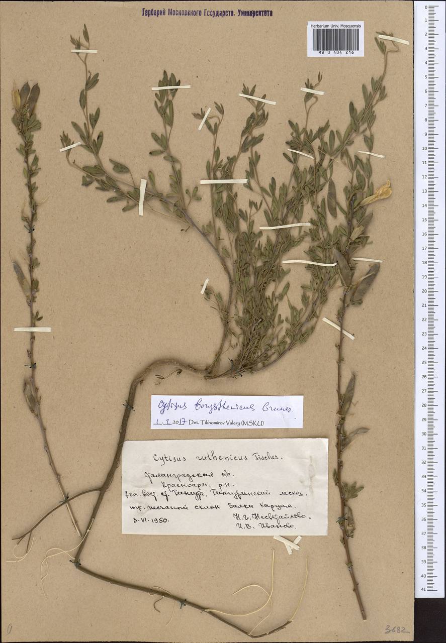 Chamaecytisus borysthenicus (Gruner) Klásk., Eastern Europe, Lower Volga region (E9) (Russia)