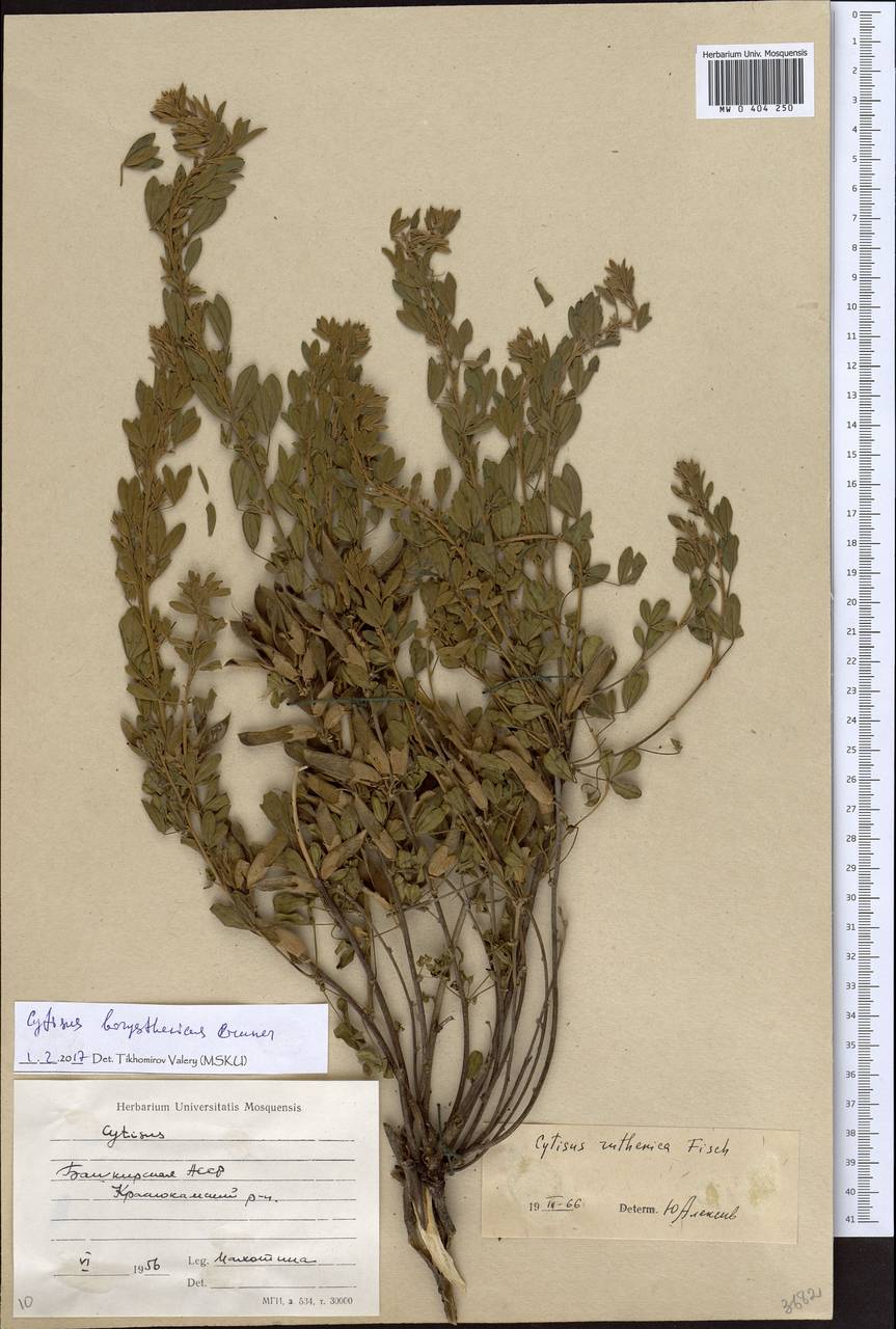 Chamaecytisus borysthenicus (Gruner) Klásk., Eastern Europe, Eastern region (E10) (Russia)