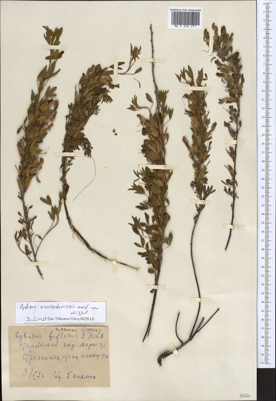 Chamaecytisus kreczetoviczii (E.D.Wissjul.) Holub, Eastern Europe, North Ukrainian region (E11) (Ukraine)